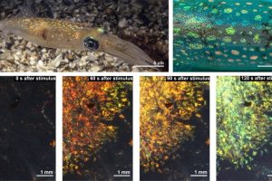 Digital Images showcasing the squid