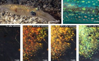 Digital Images showcasing the squid