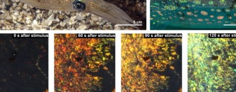 Digital Images showcasing the squid